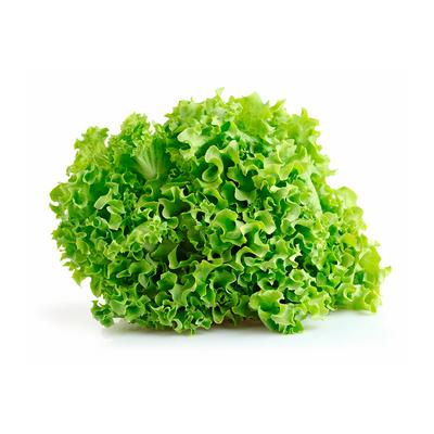 Lechuga crespa FYV unidad